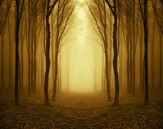 Photographie Forêt