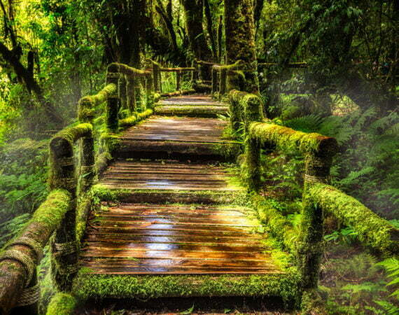 Photographie Forêt