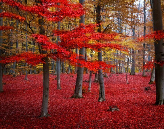 Photographie Forêt