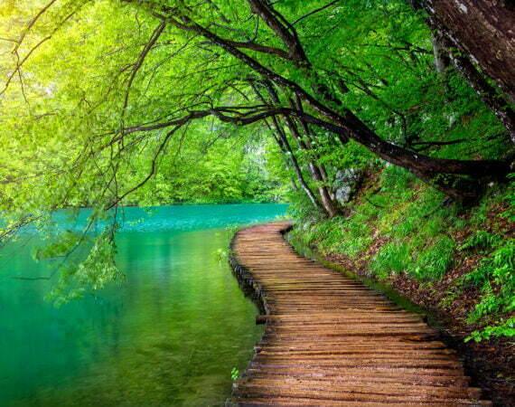 Photographie Forêt