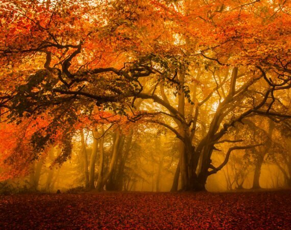 Photographie Forêt