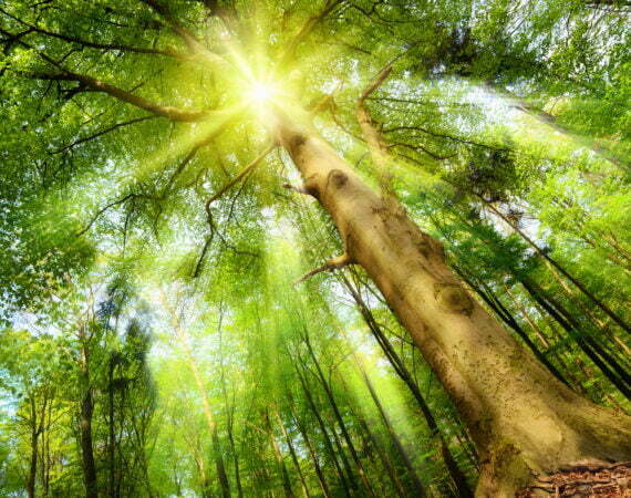 Photographie Forêt