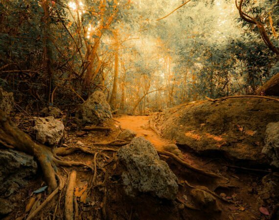 Photographie Forêt