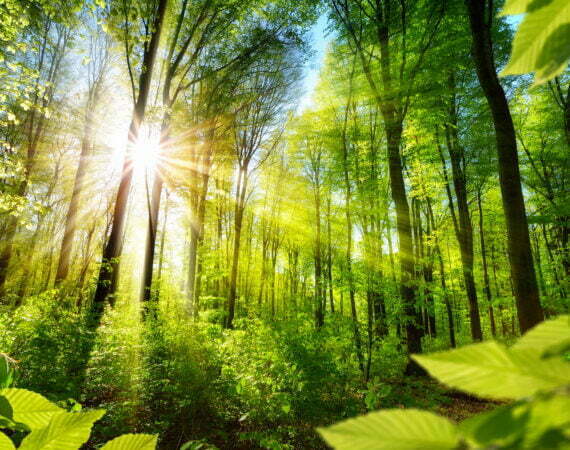 Photographie Forêt