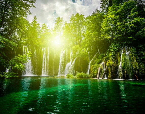 Photographie Forêt