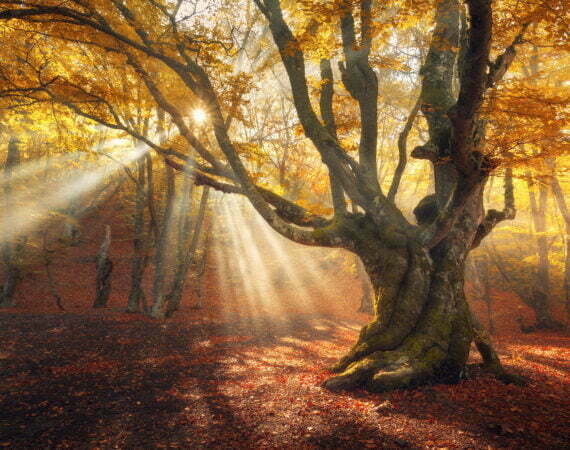 Photographie Forêt