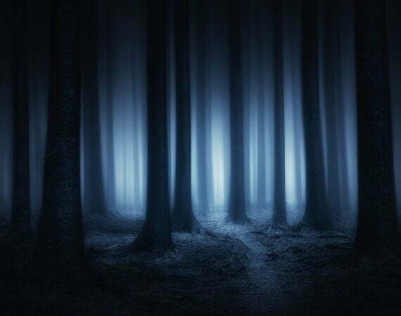 Photographie Forêt