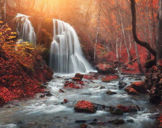 Photographie Forêt