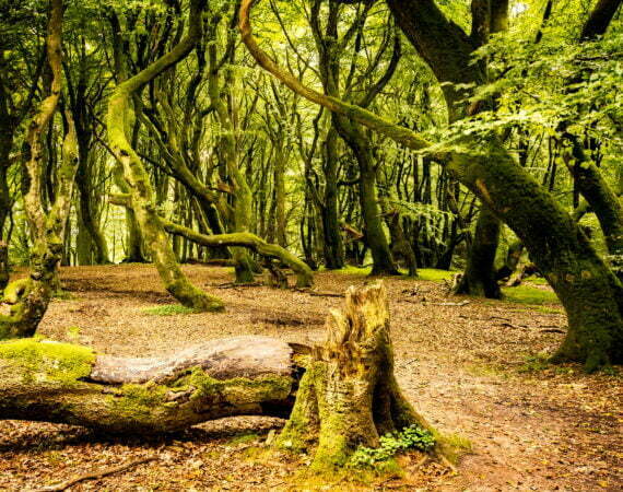 Photographie Forêt