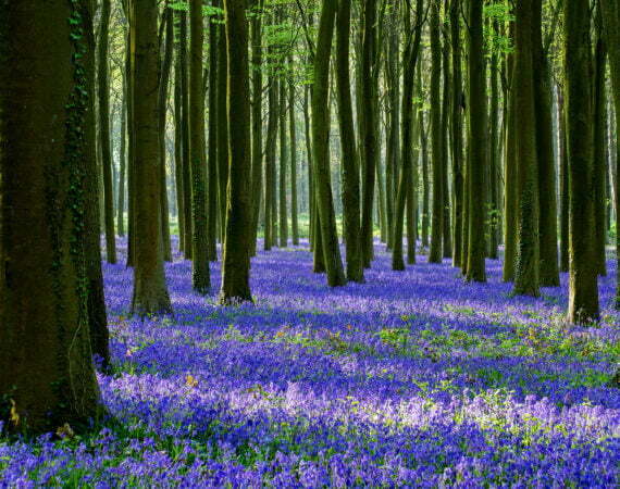 Photographie Forêt