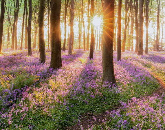Photographie Forêt