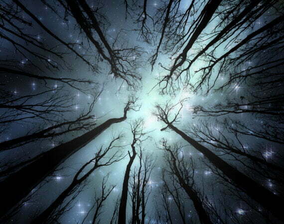 Photographie Forêt