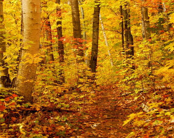 Photographie Forêt