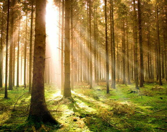 Photographie Forêt