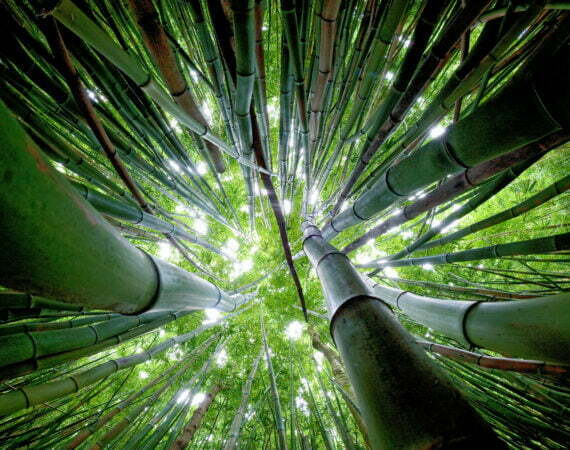 Photographie Forêt