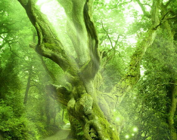 Photographie Forêt